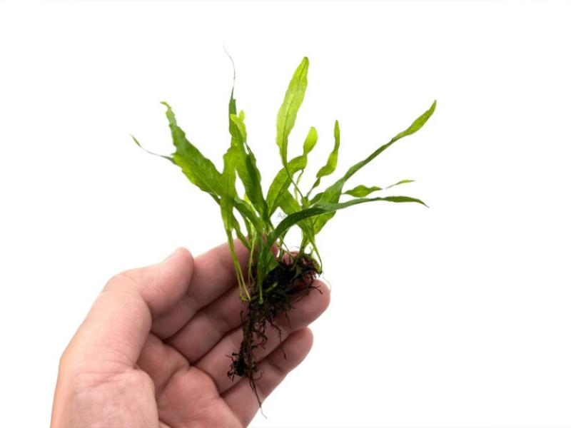 Java Fern Microsorum