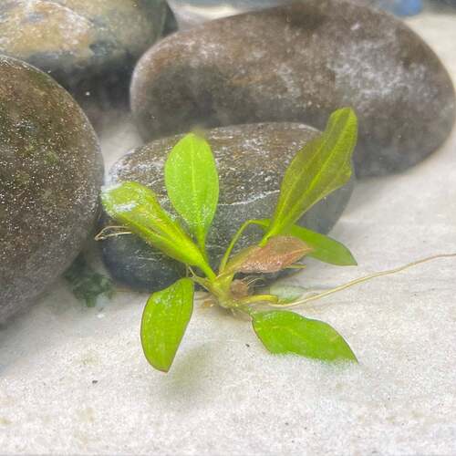 Rose Sparkle Sword (Echinodorus Sparkle)