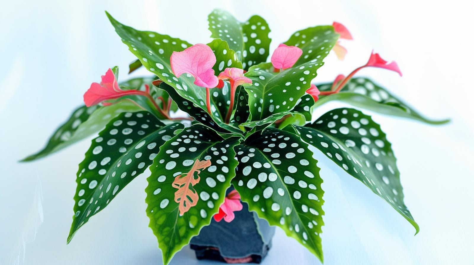 Angel Wing Begonia My Special Angel