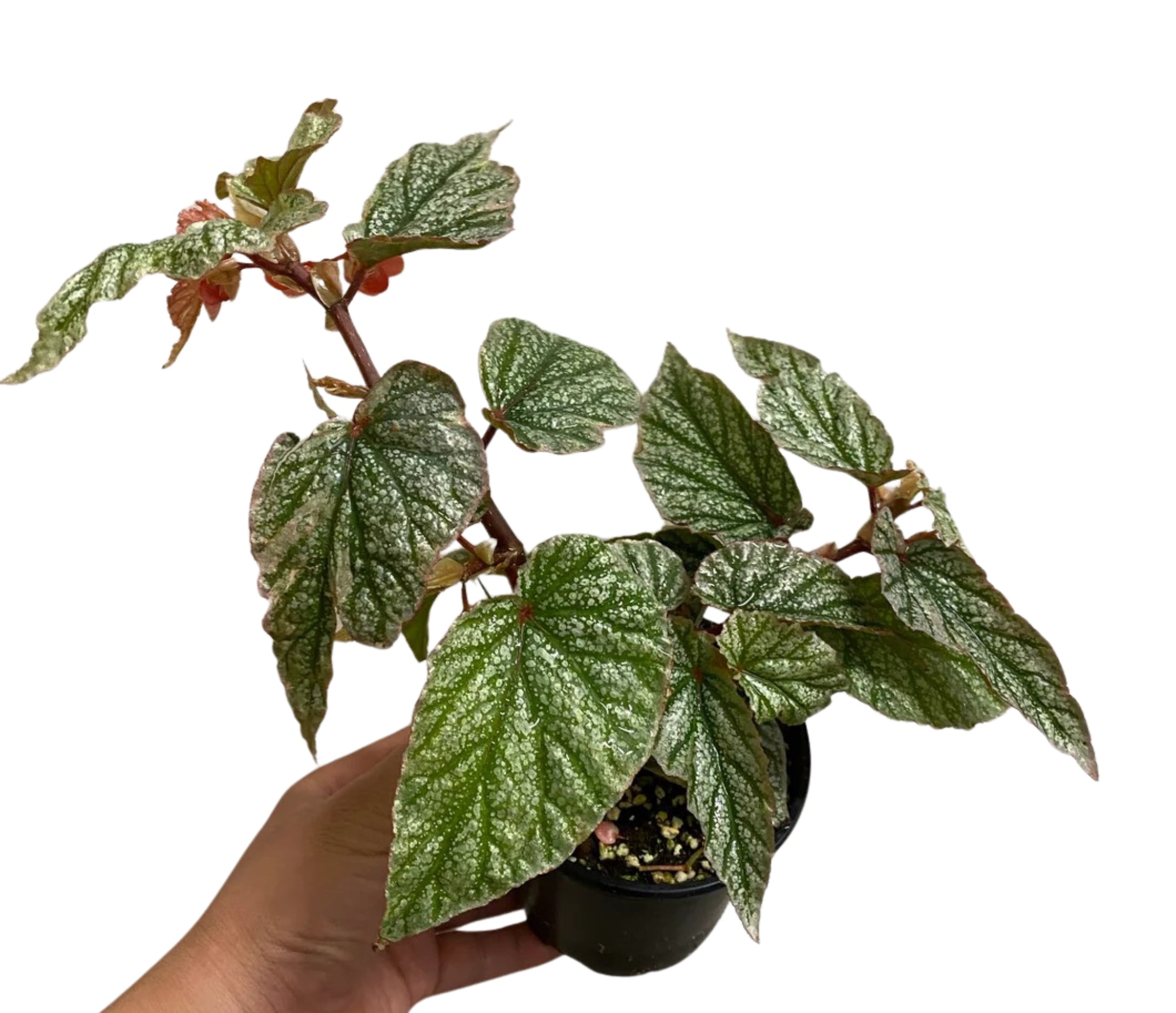 Angel Wing Begonia Frosty