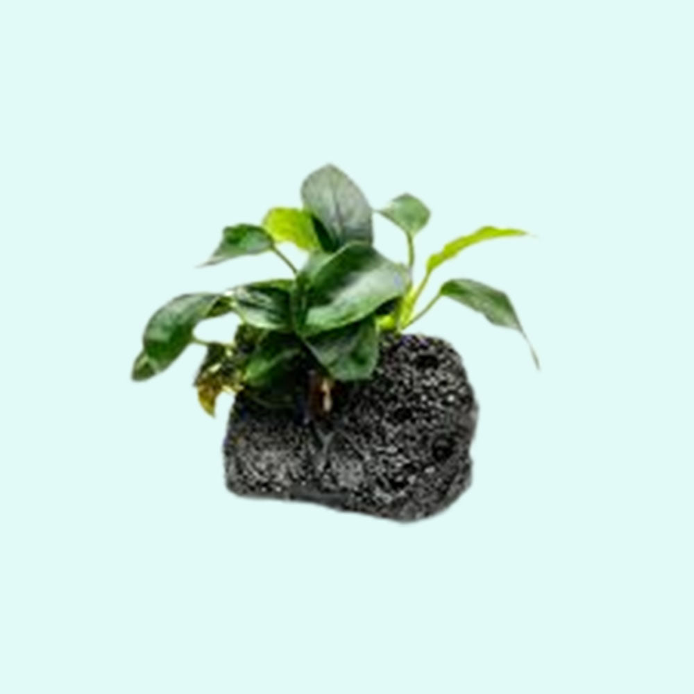 ANUBIAS (Nana Petite) On Lava Rock