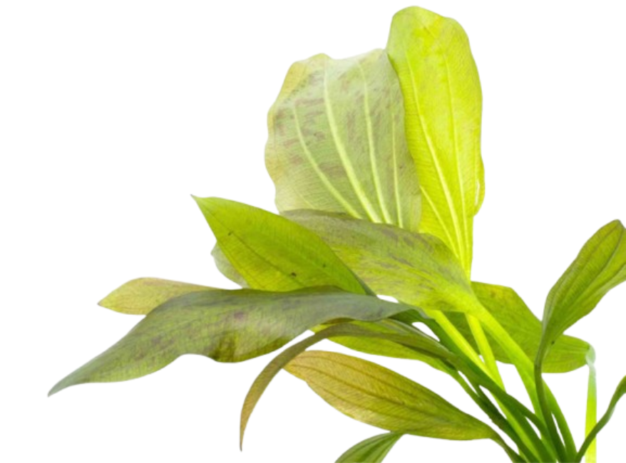 Amazon Sword Echinodorus "Green Ozelot"