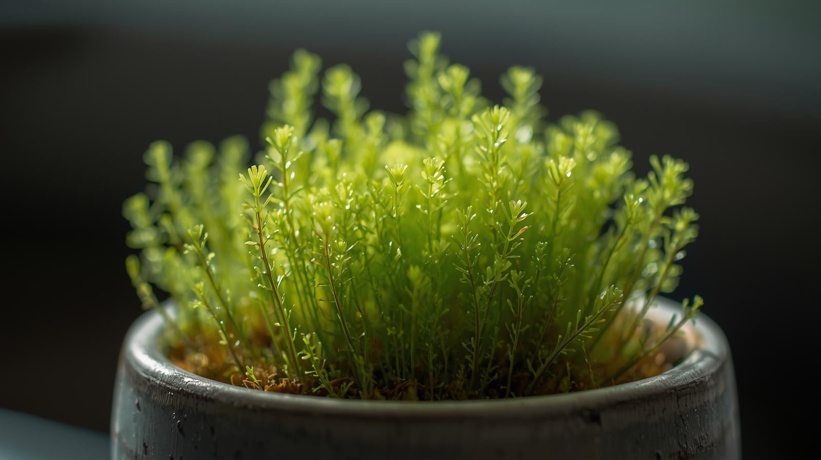 Azolla Filiculoides "Fairy Moss"