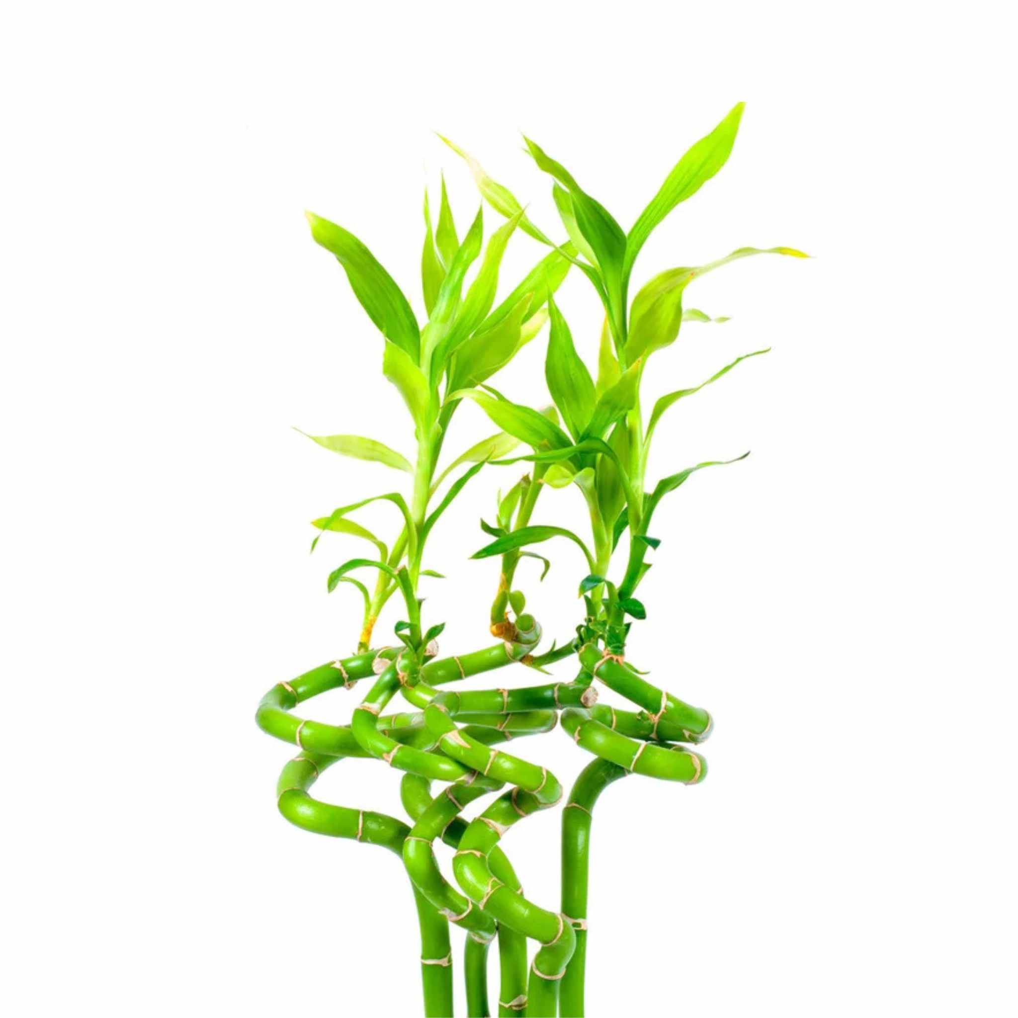 Lucky Bamboo Plant (Dracaena Sanderiana)