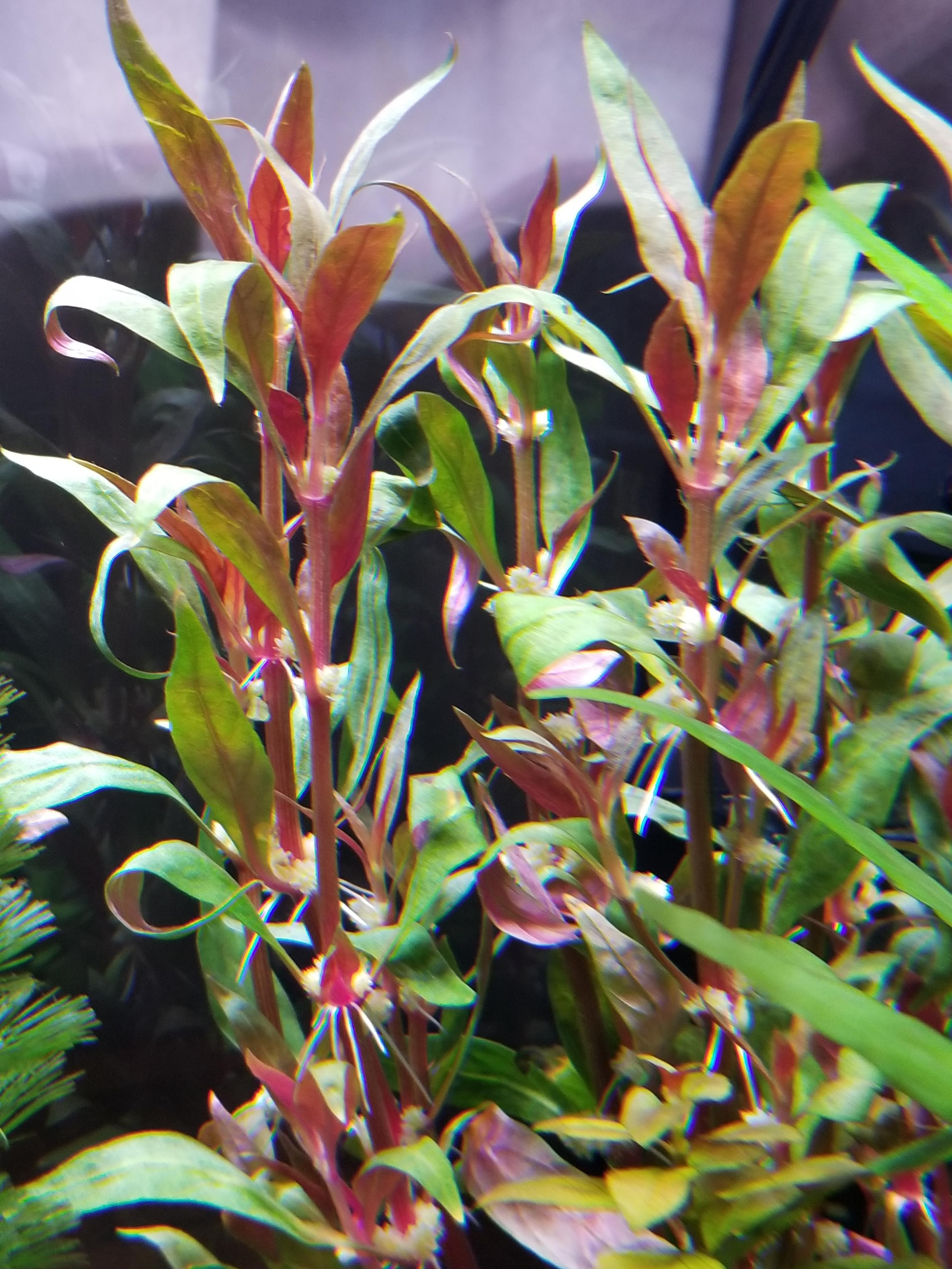 Scarlet Temple (Alternanthera Reineckii)