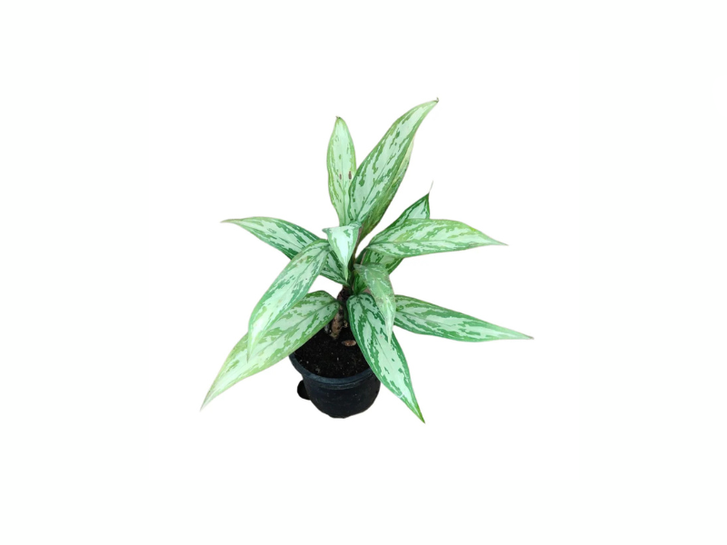 Aglaonema Queen "Chinese Evergreen"