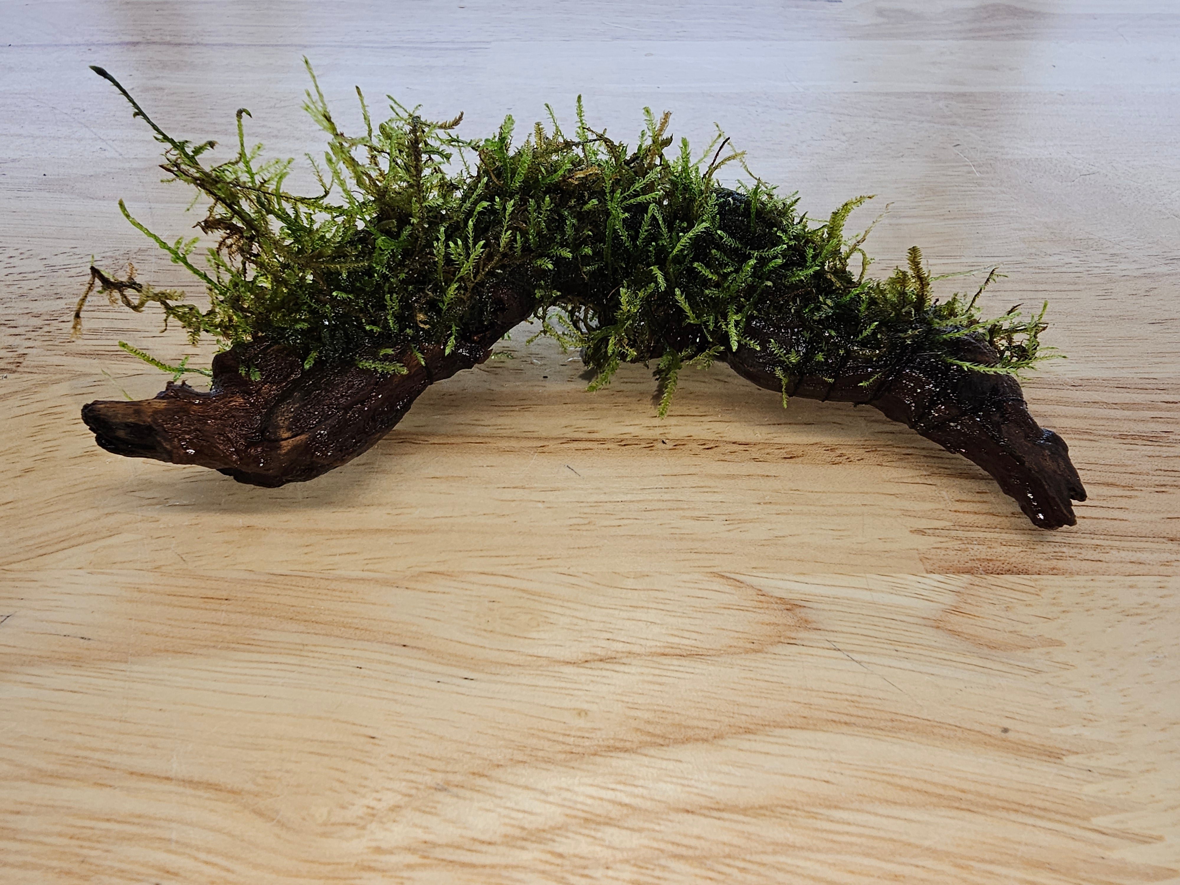 Moss On DriftWood