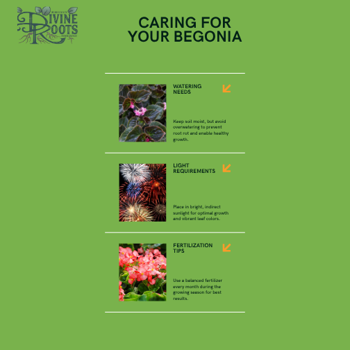 Angel Wing Begonia Frosty Rooted Starter Plant