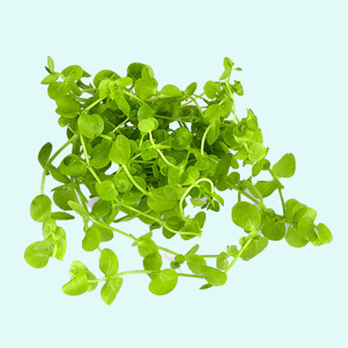 Dwarf Baby Tears Micranthemum Umbrosom