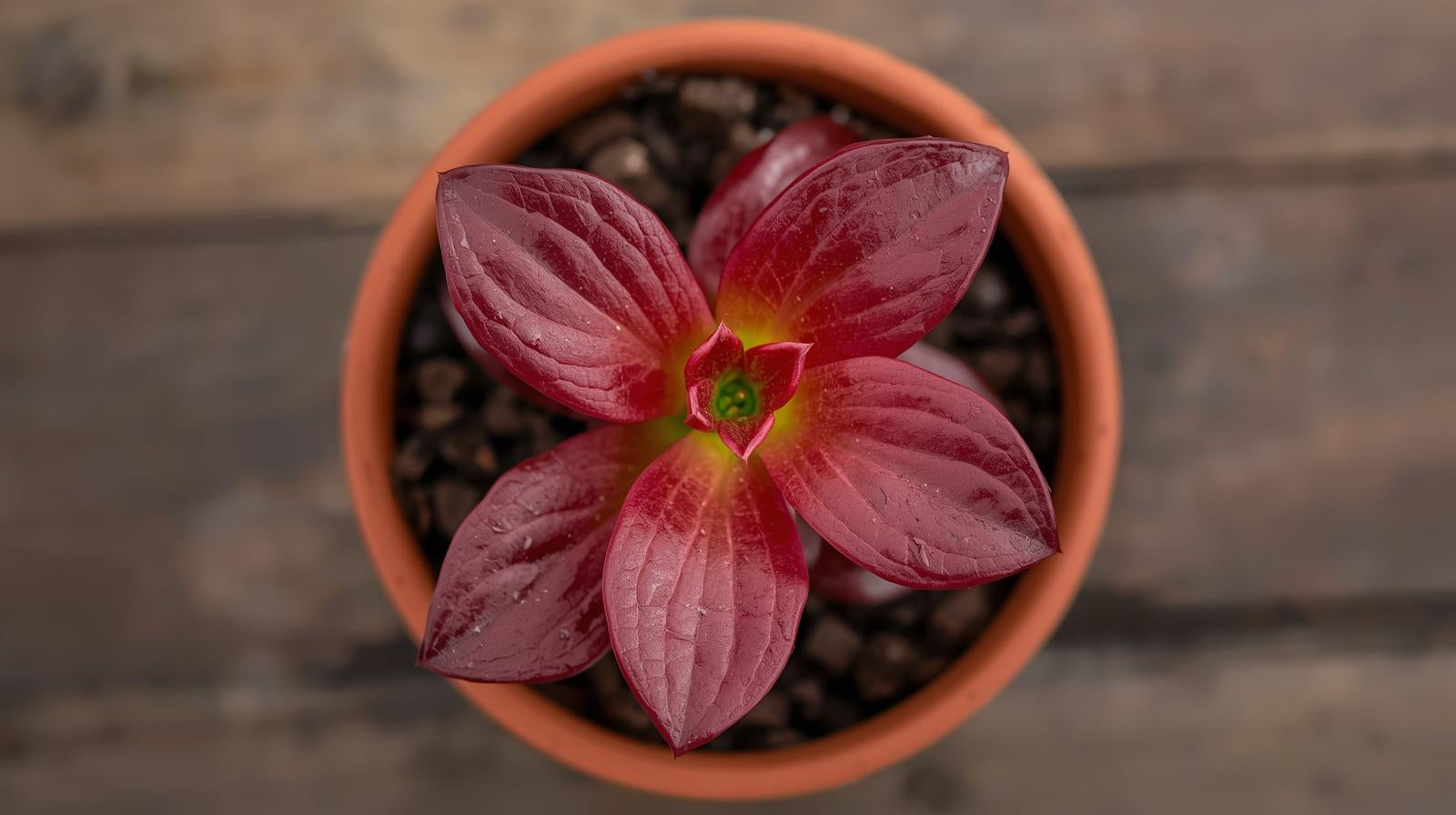Ludwigia Repens Red 2 Inch Pot