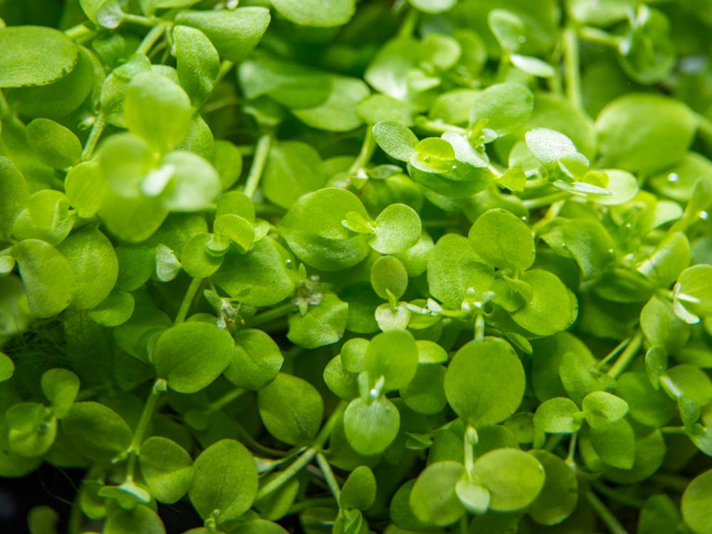 Dwarf Baby Tears Micranthemum Umbrosom