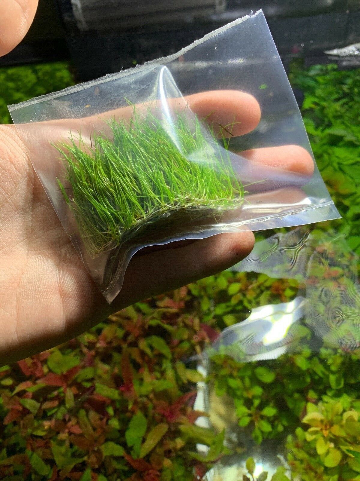 5 X Dwarf Hairgrass (Eleocharis Parvula)