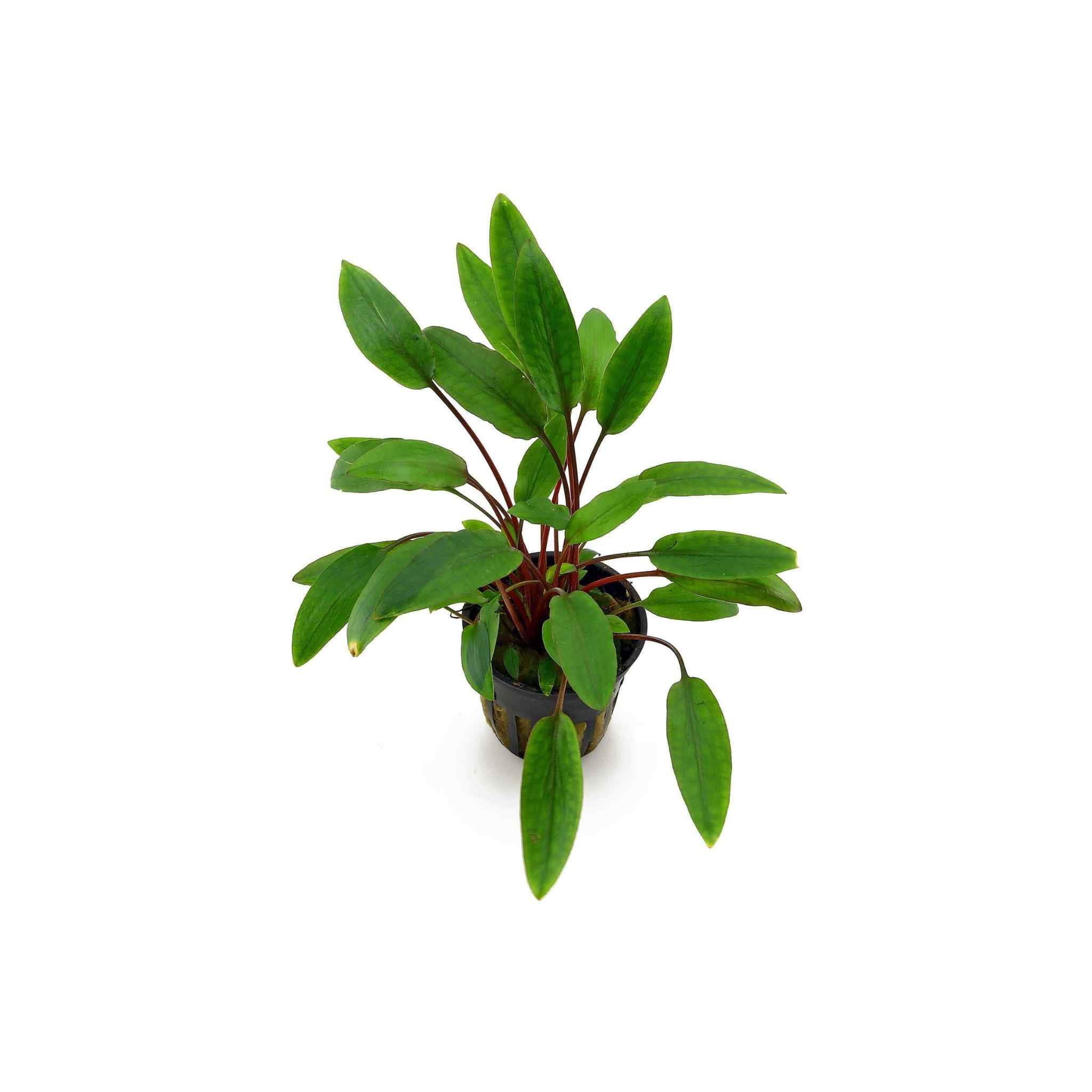 Cryptocoryne Becketii Petchii