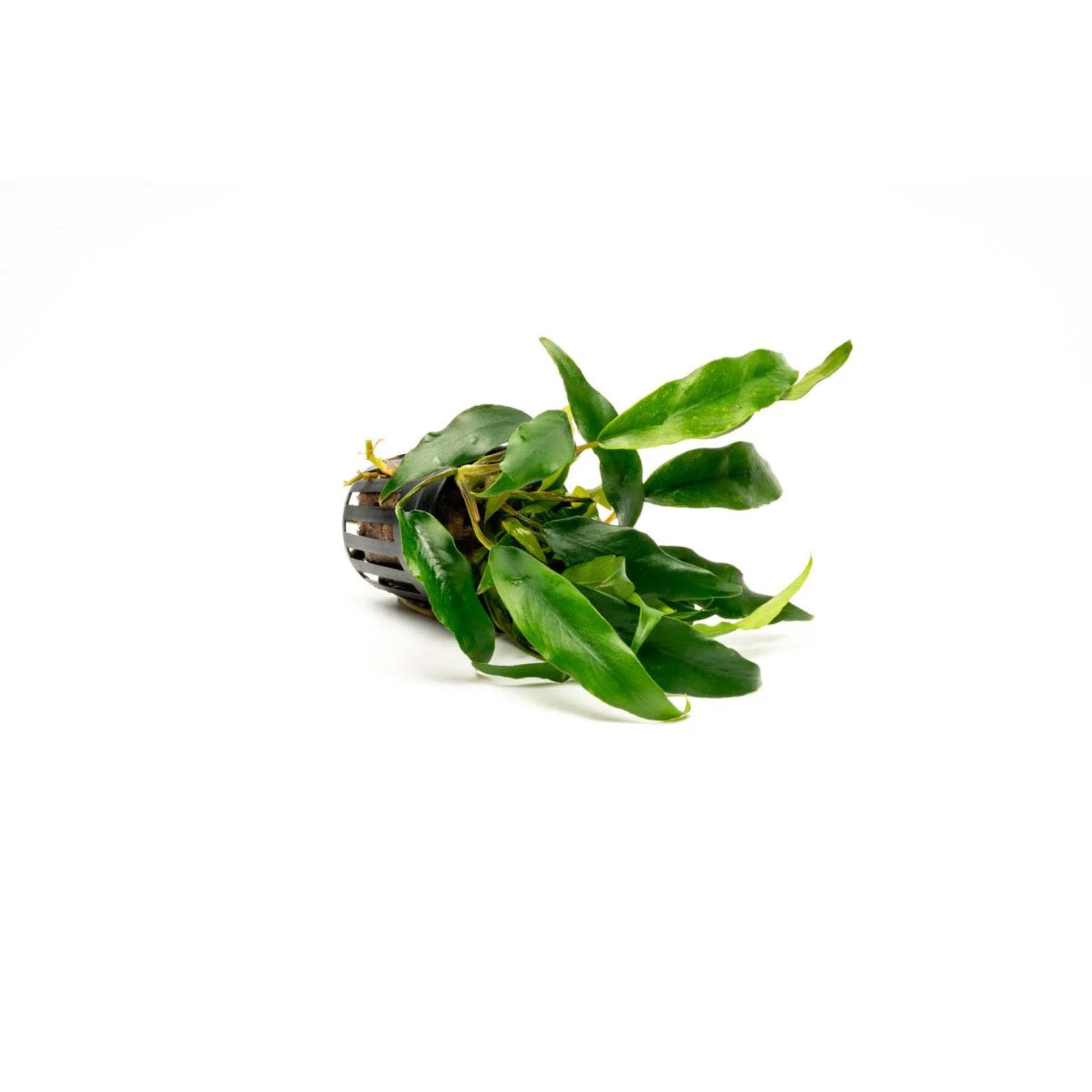 Anubias Minima Bare Root