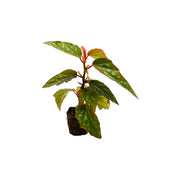 Angel Wing Begonia Medora Rooted Starter Plant