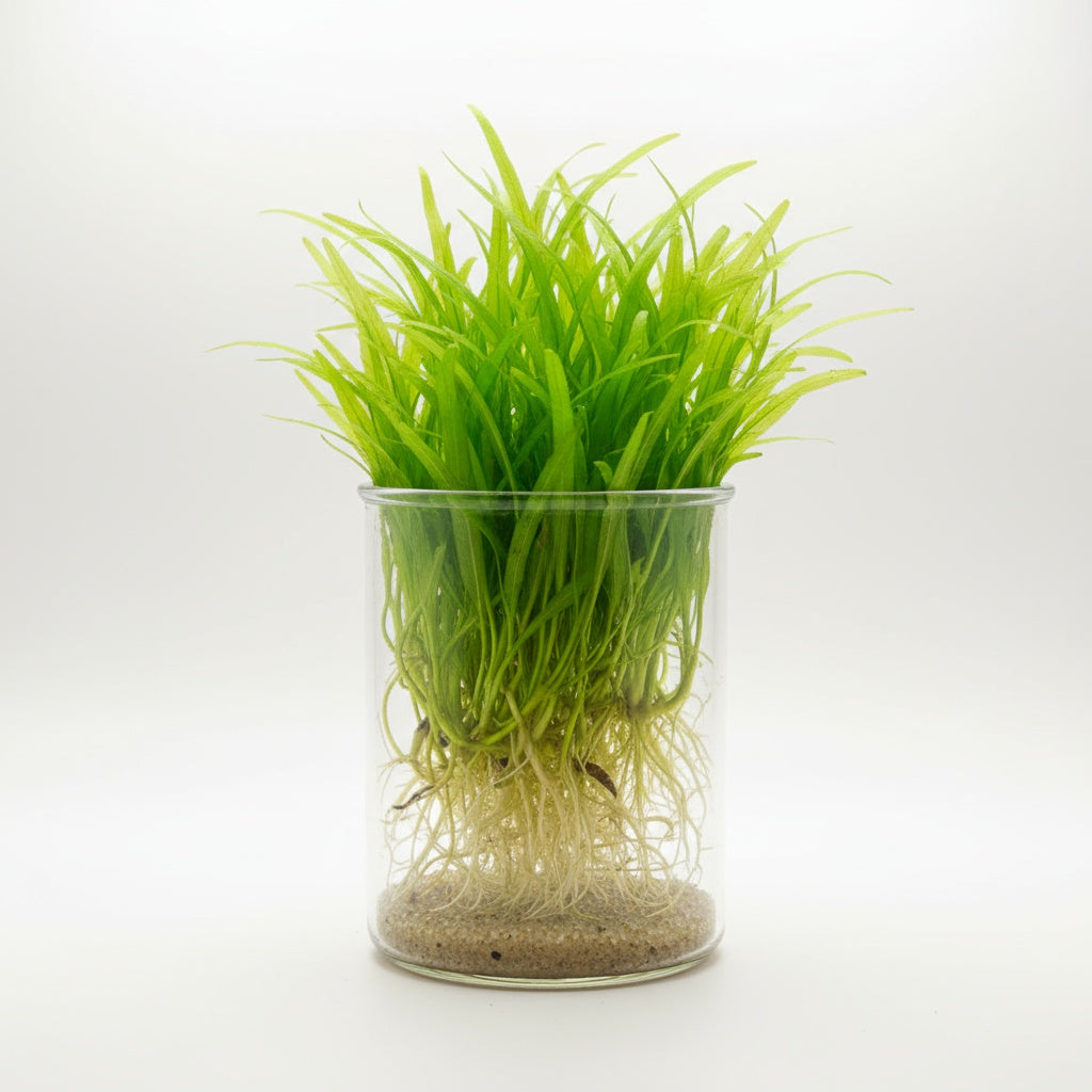 Chain Sword Narrow Leaf Hellanthium Bolivianum