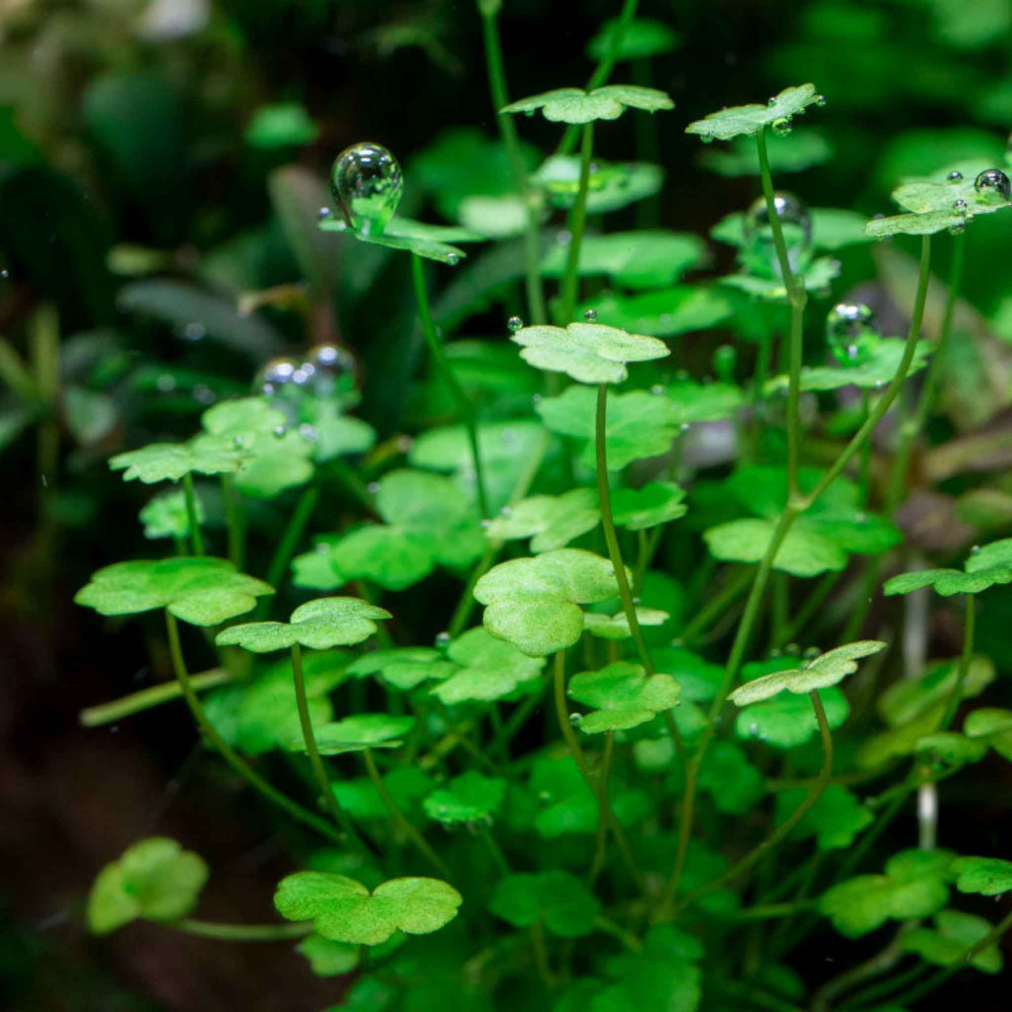 Dwarf PennyWort Japan (Hydrocotyle Tripartita)