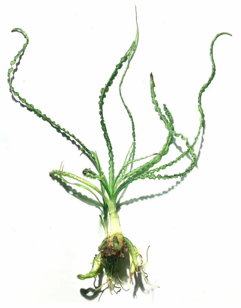 Crinum Calamistratum