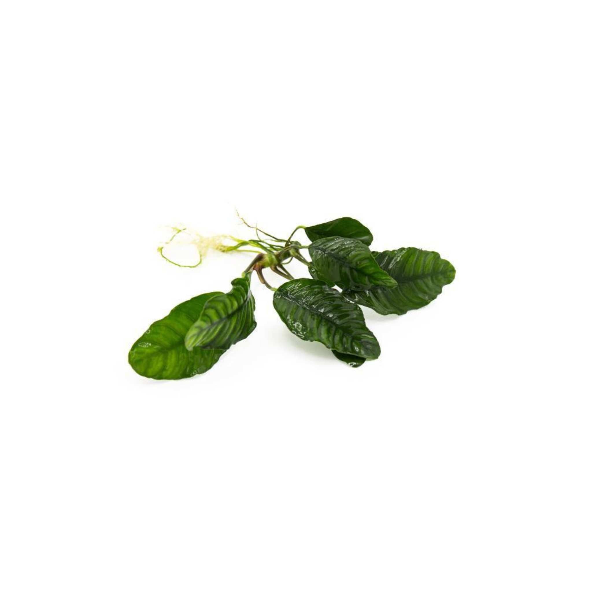 Anubias Barteri (Coffeefolia)