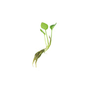 Frogbit (Limnobium Spongia)