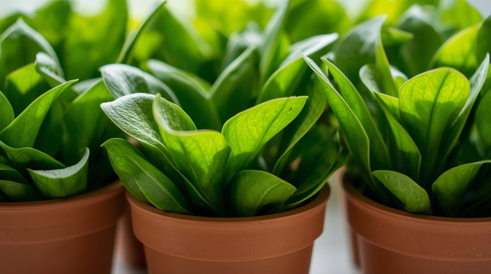 Cryptocoryne Becketii Petchii
