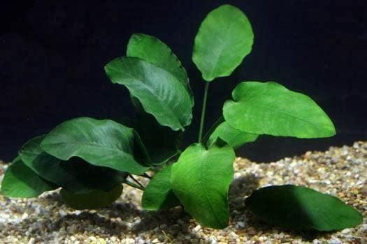 3 Anubias Aquatic Plants Bundle Small 1-3 Inches