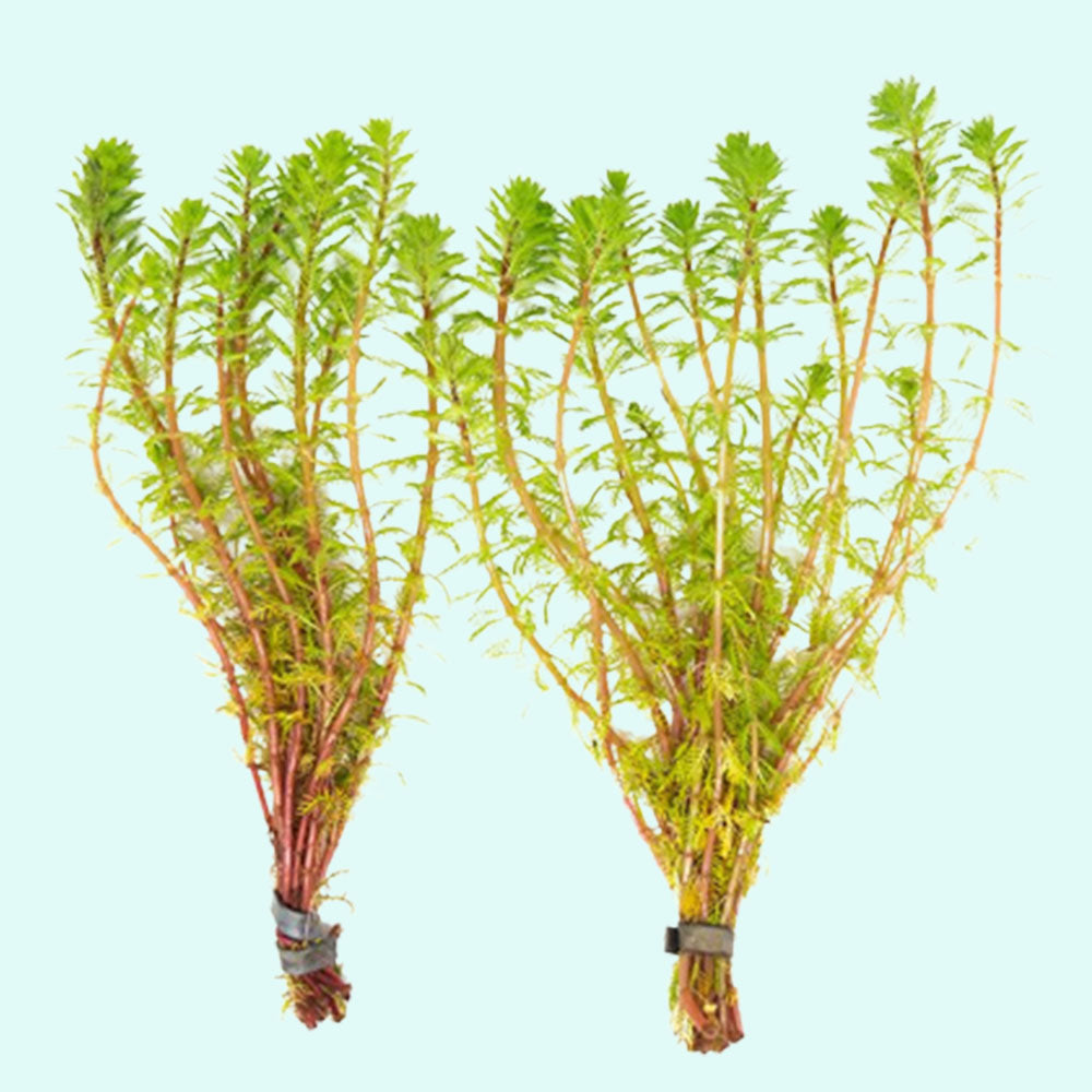 Red Parrot Feather Myriophyllum Brasiliensis