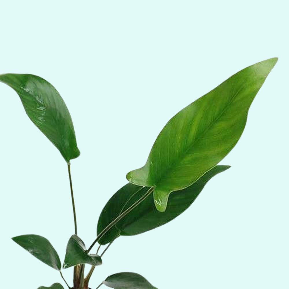 Anubias Hastifolia