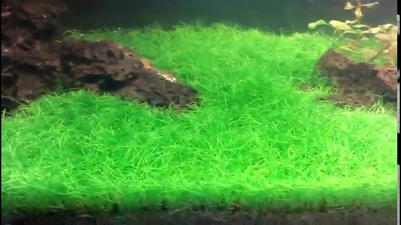 5 X Dwarf Hairgrass (Eleocharis Parvula)