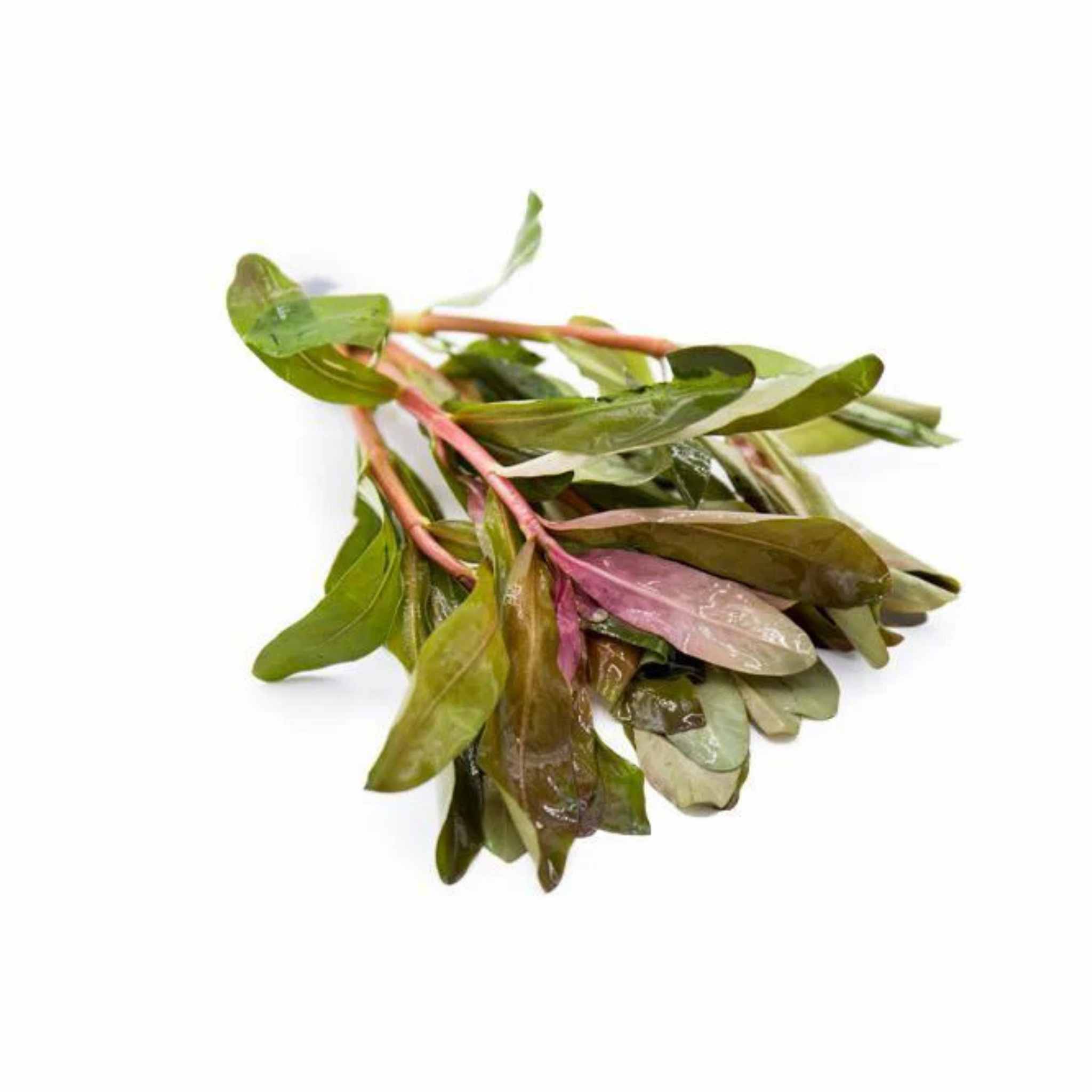 Ammania Senegalensis