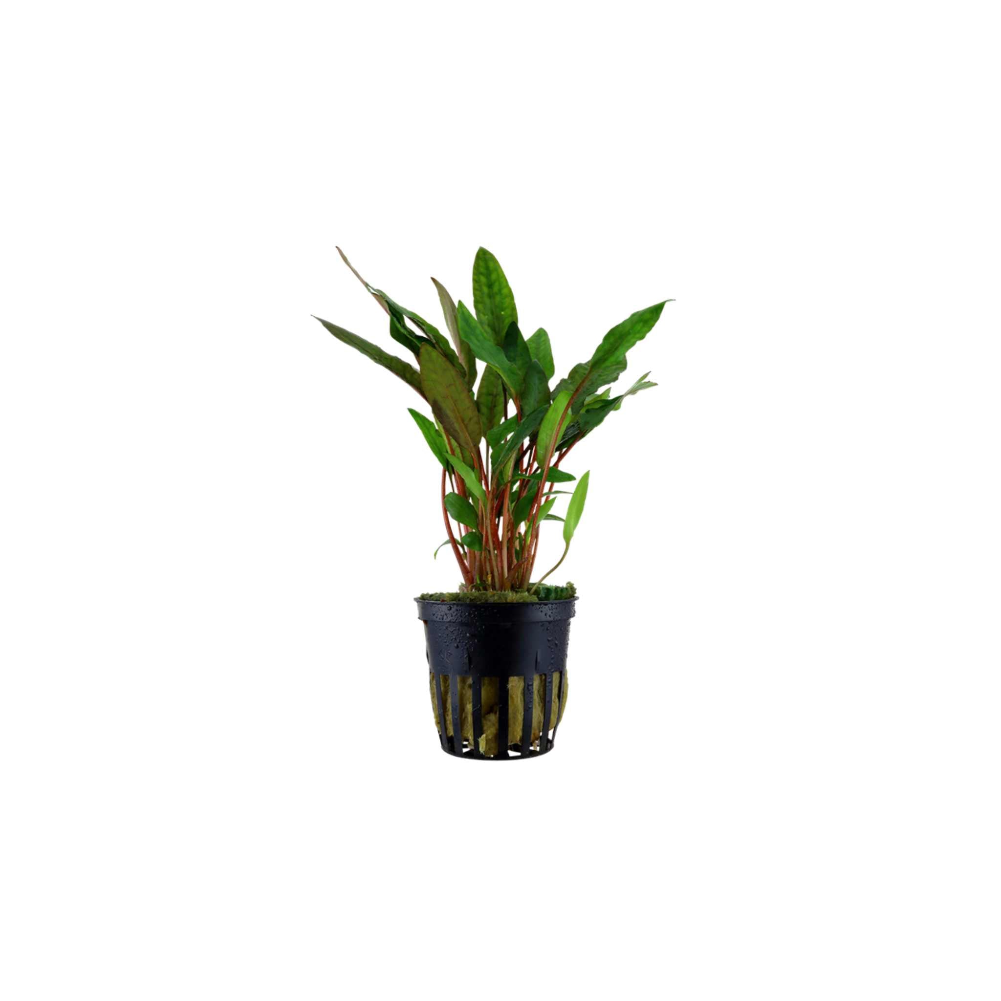 Cryptocoryne Becketii Petchii