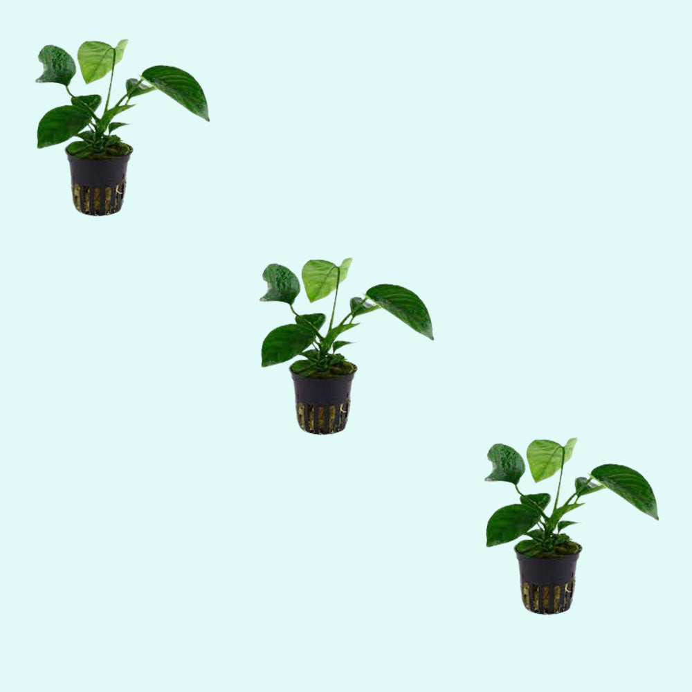 Anubias Barteri (Caladiifolia)