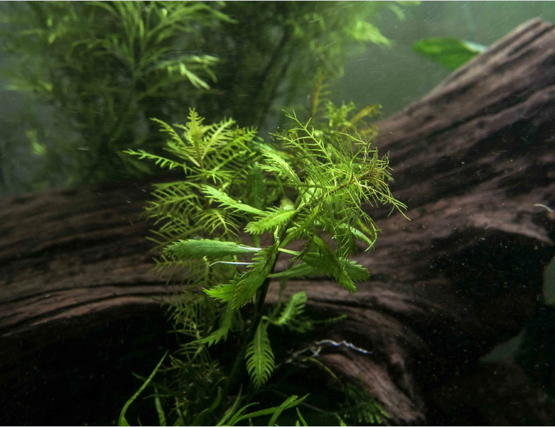 Mermaid Hygro Proserpinaca Palustris