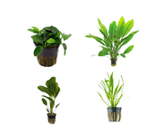 Aquarium Plant Bundle: Anubias, Amazon & Chain Sword