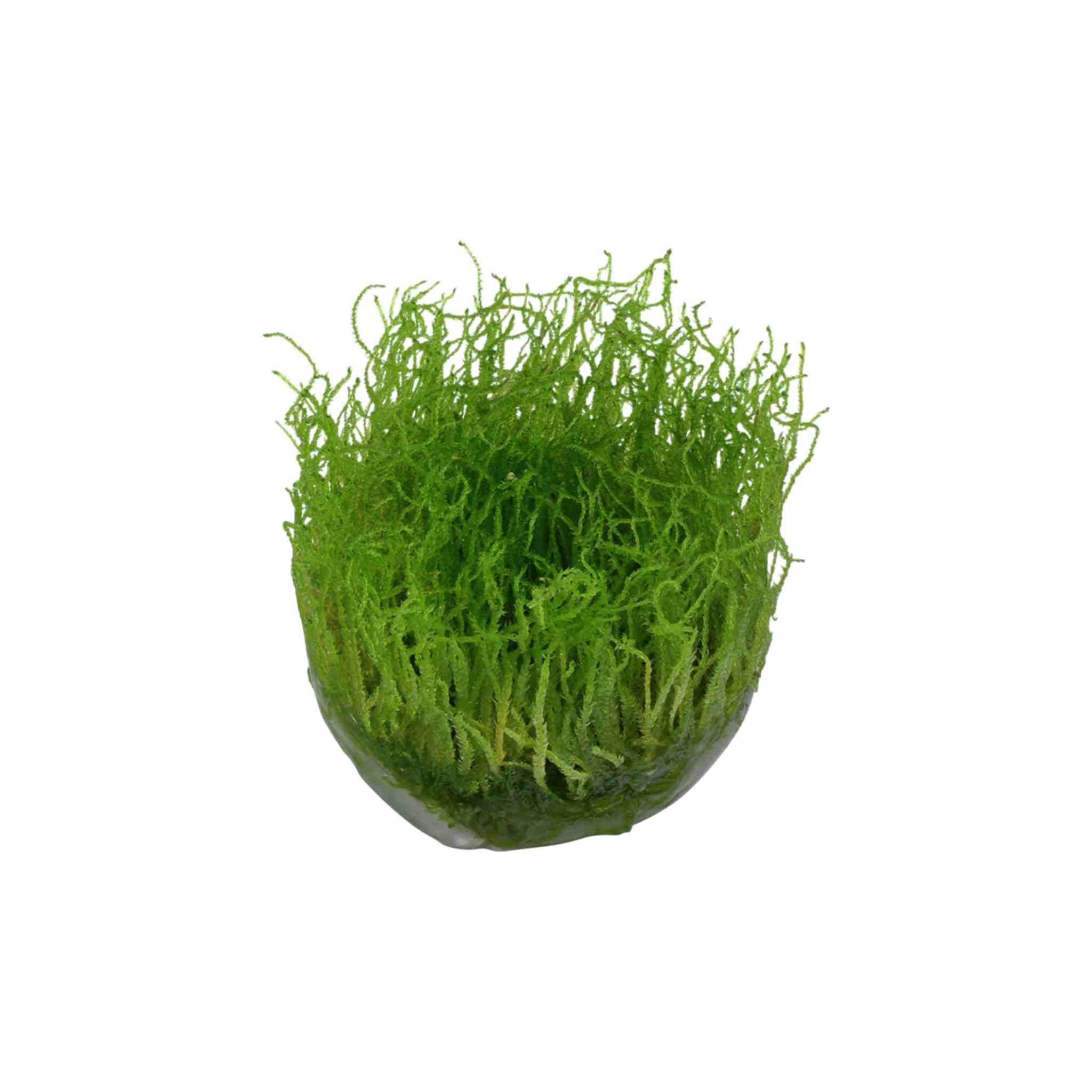 Java Moss "Taxiphyllum Barbieri"
