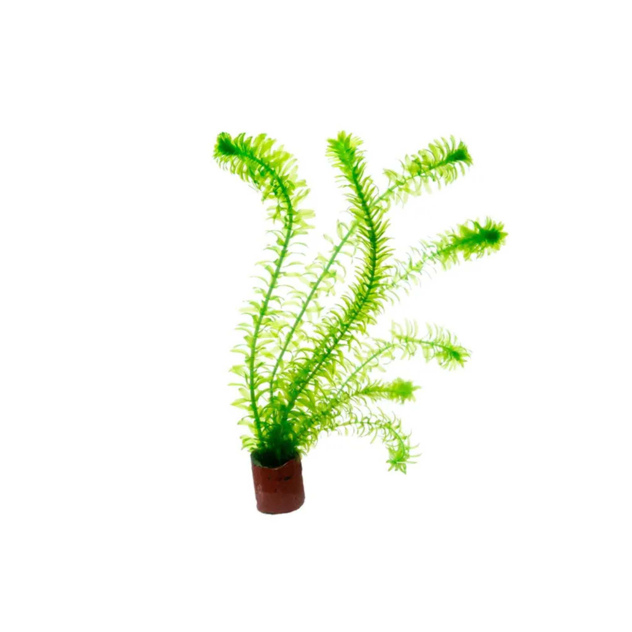 Anacharis Egeria Densa