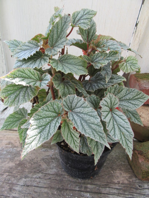Angel Wing Begonia Frosty Rooted Starter Plant