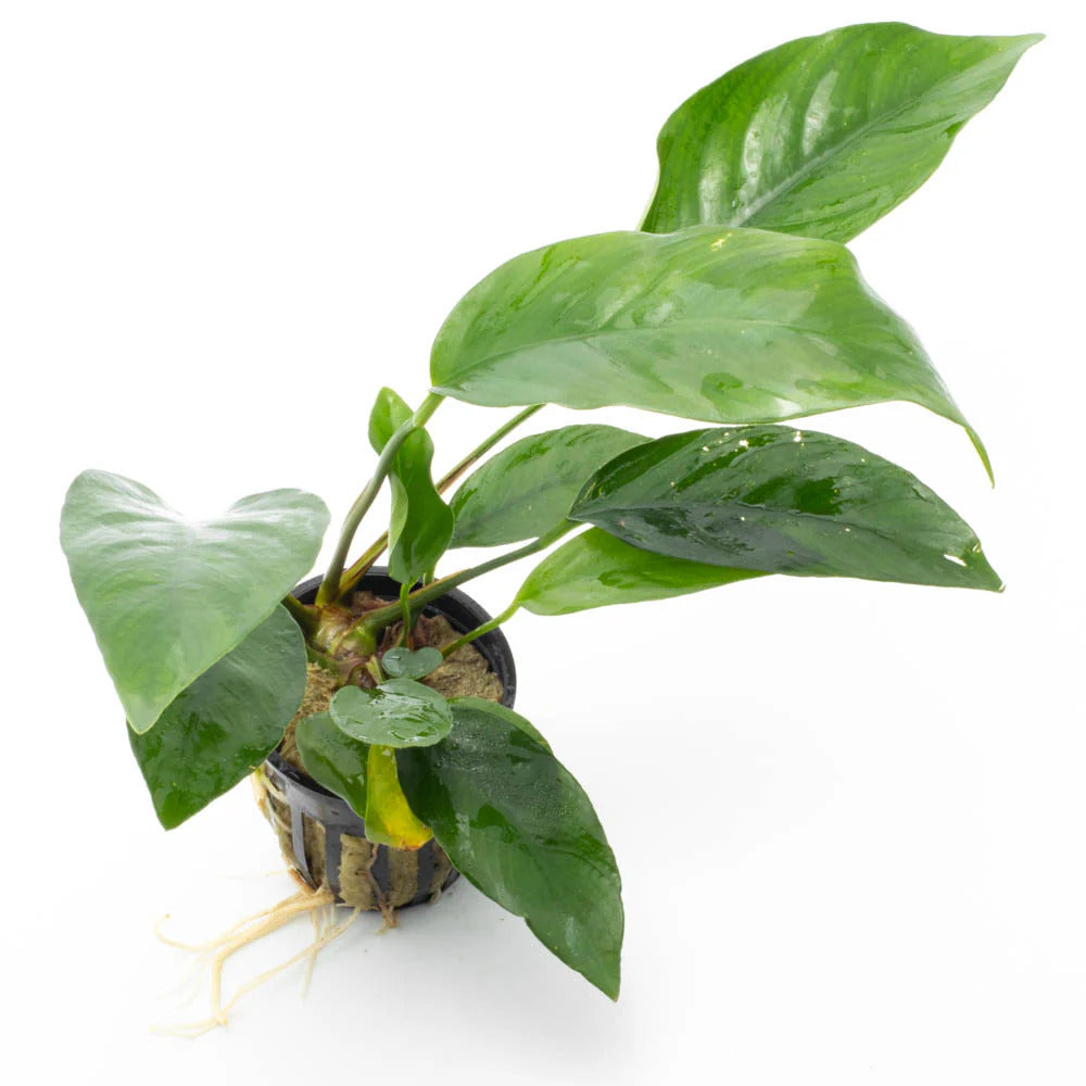 Anubias Nangi