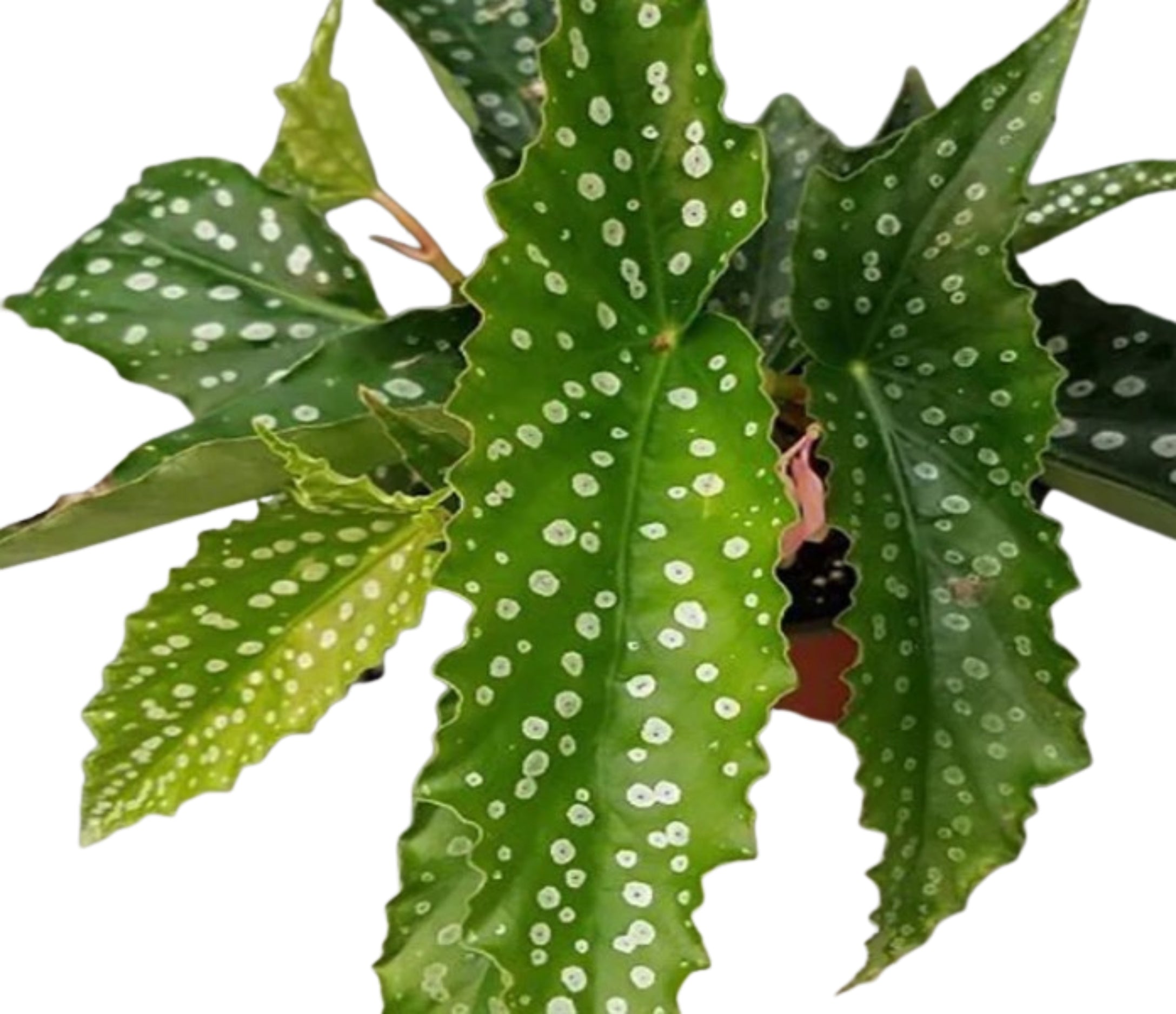 Angel Wing Begonia My Special Angel Rooted Starter Plant