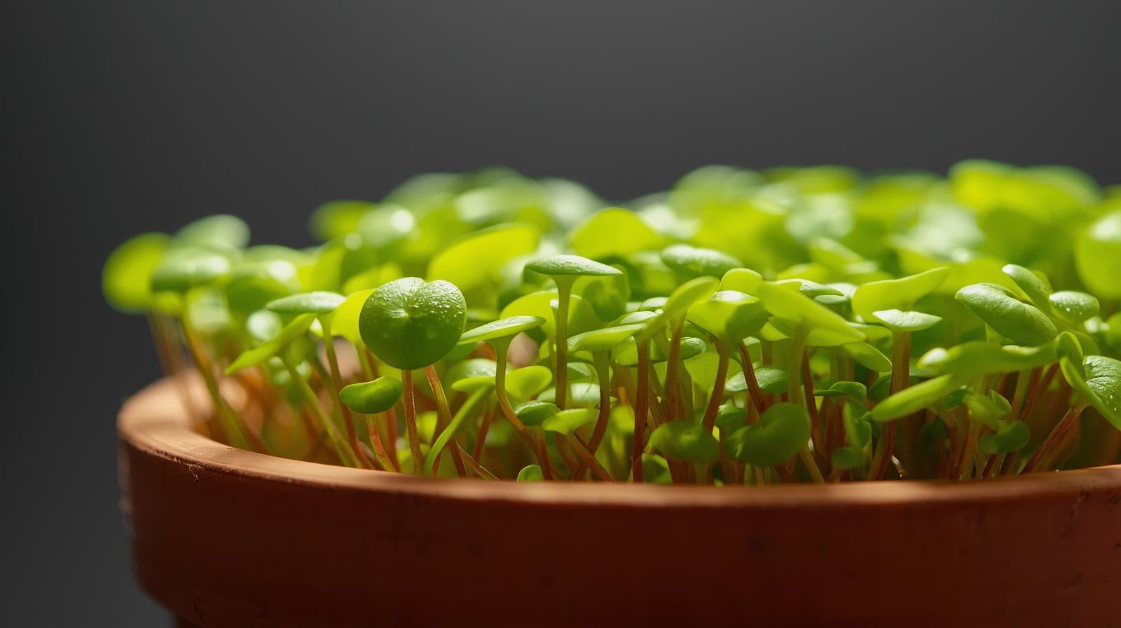 Duckweed (Lemma Minor)