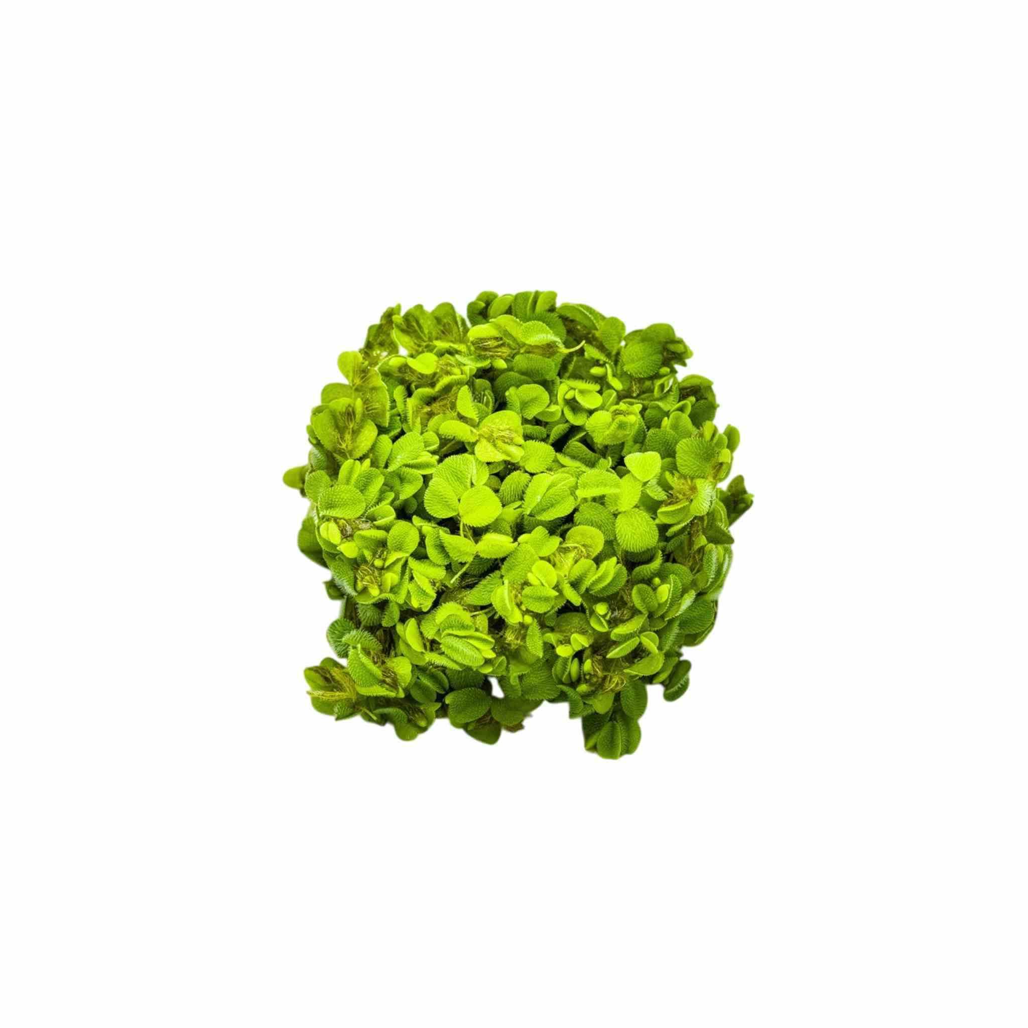 Salvinia Floating Plants