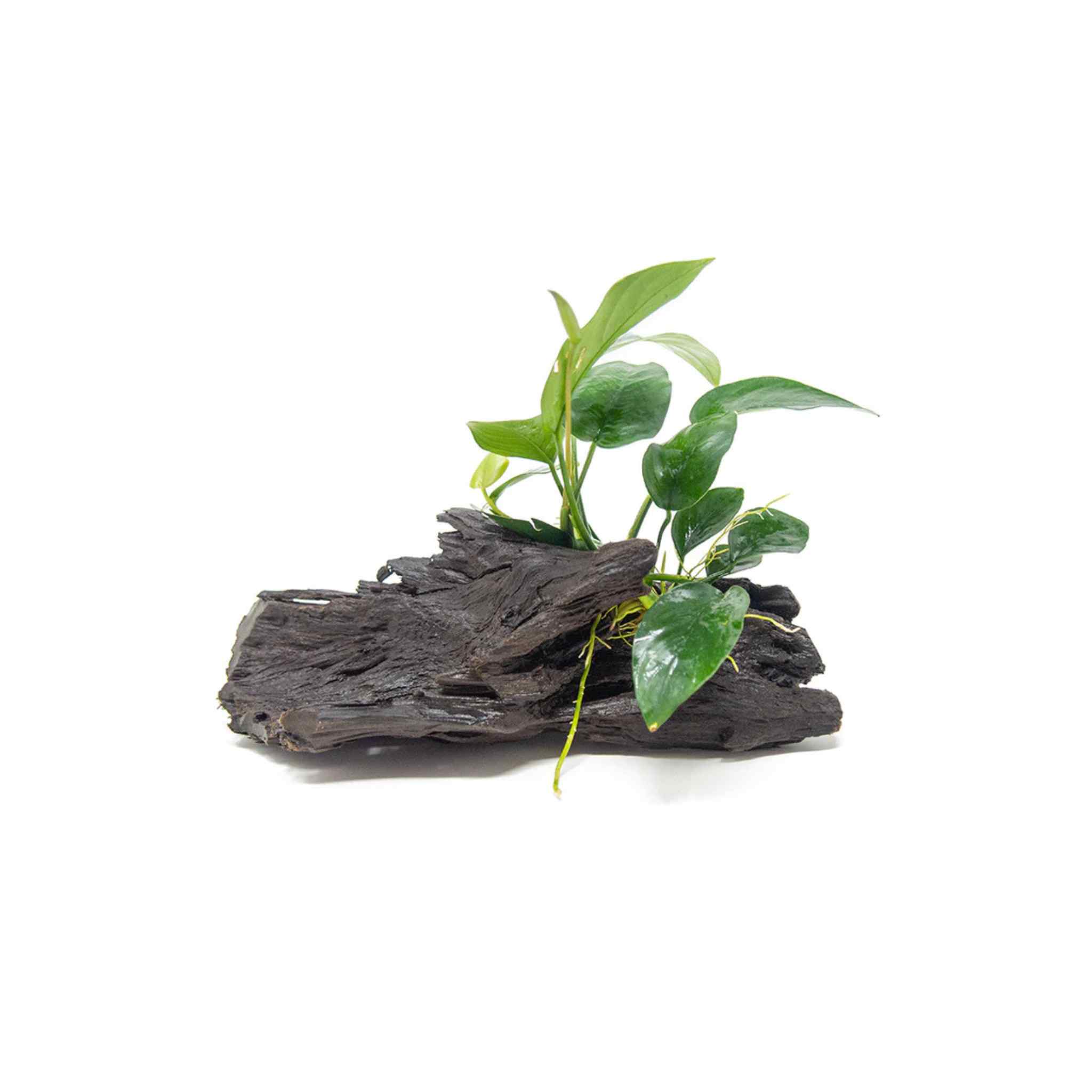Anubias Barteri (Nana) Rooted on Driftwood