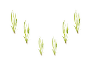 6 Plant Pack Jungle Vallisneria Americana