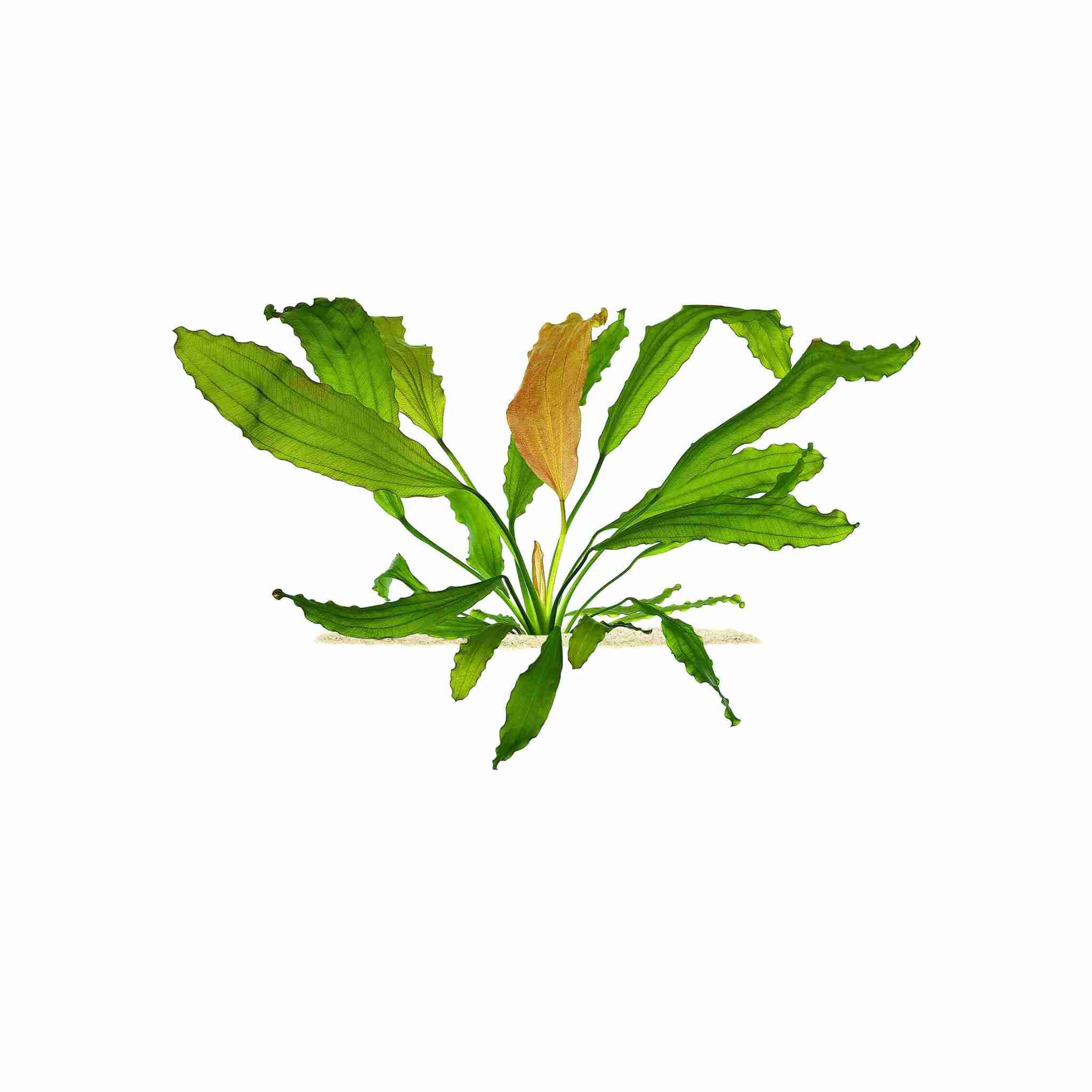 Amazon Sword Echinodorus Red Rose