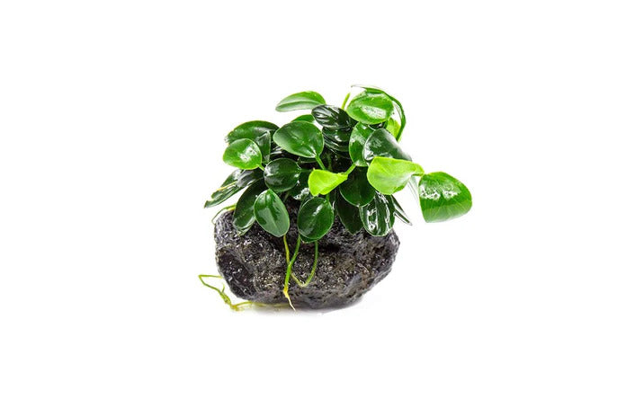 ANUBIAS (Nana Petite) On Lava Rock