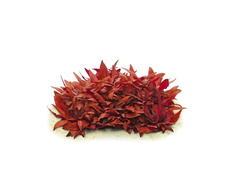 Alternanthera Reineckii Tissue Culture