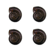 25+ Baby to Adult Assorted Ramshorn Snails - Rams Horn