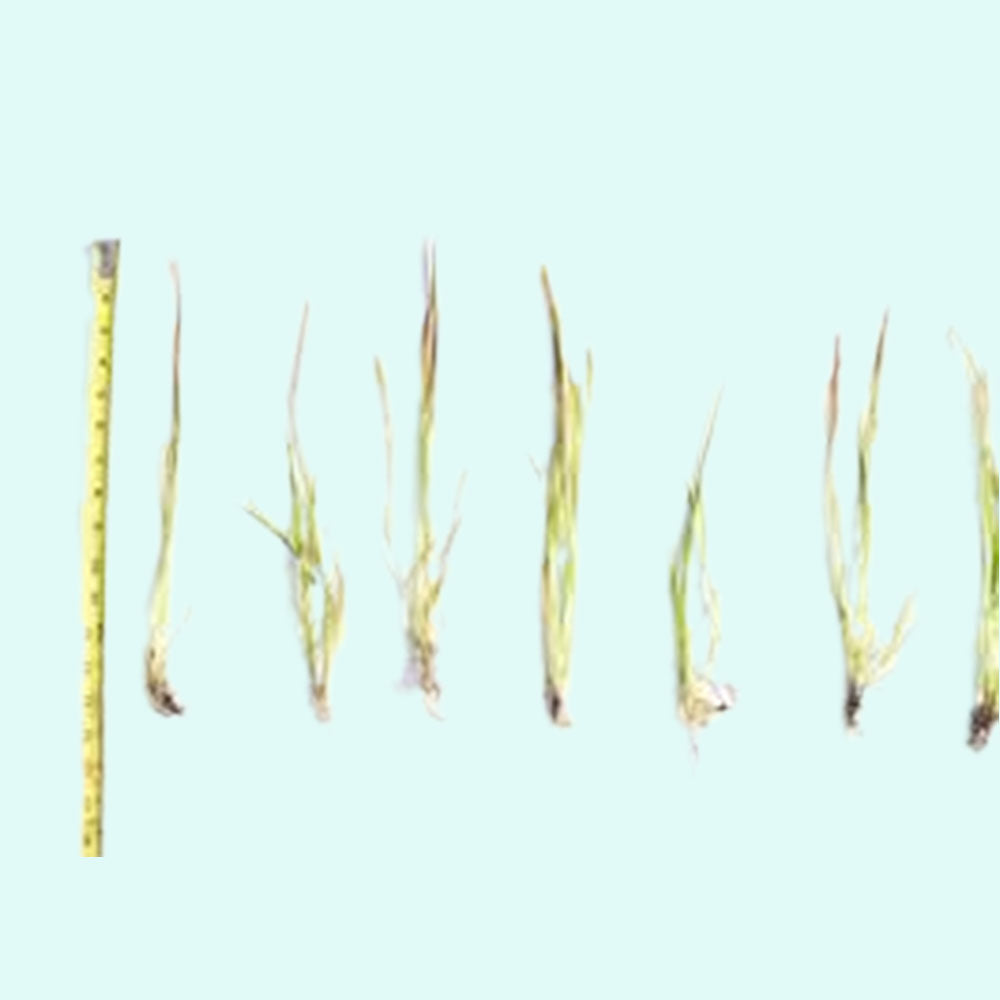 18 Lush Jungle Vallisneria Plants