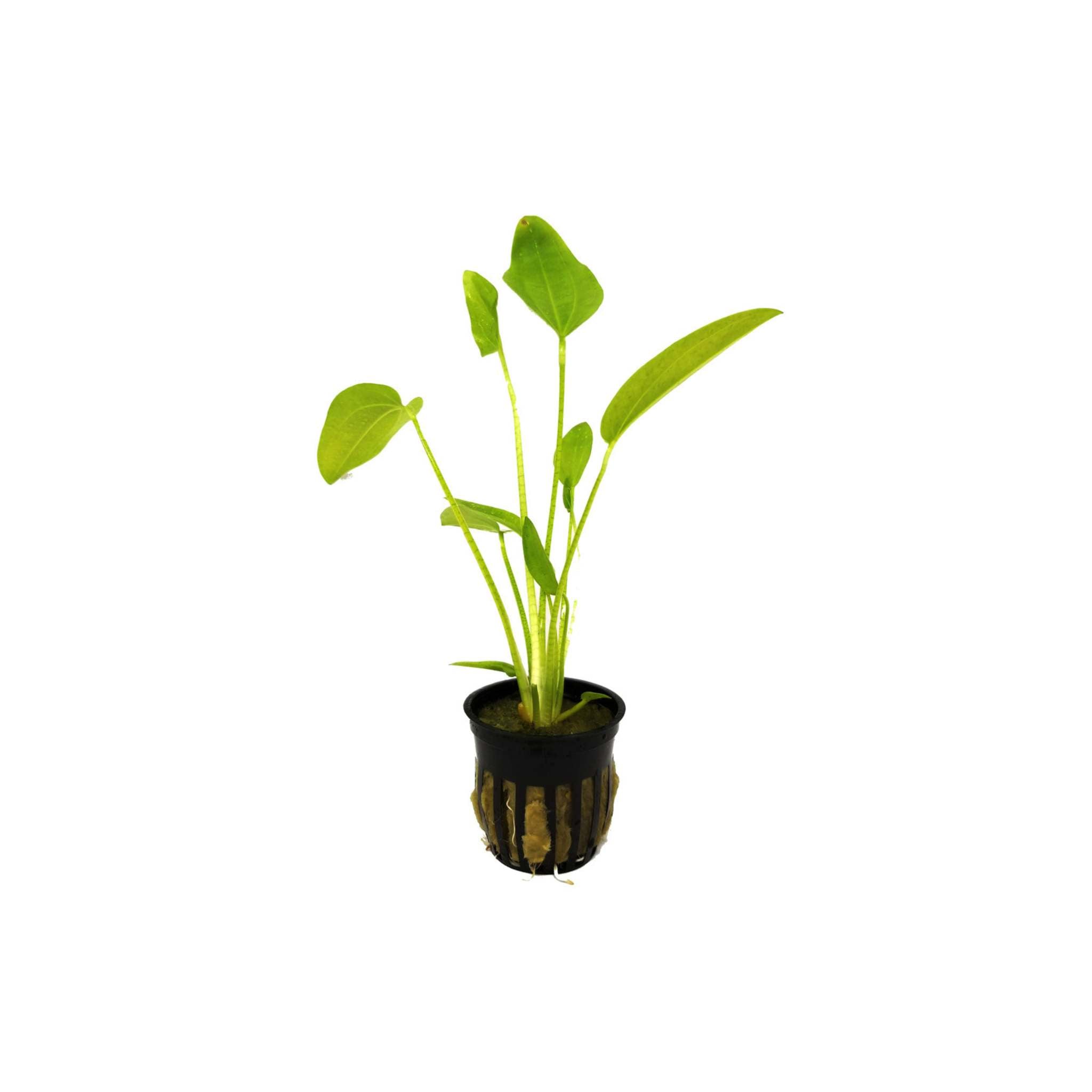 Radican Sword (Echinodorus Cordifolius)