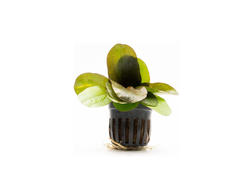 Amazon Sword Echinodorus 'Reni'